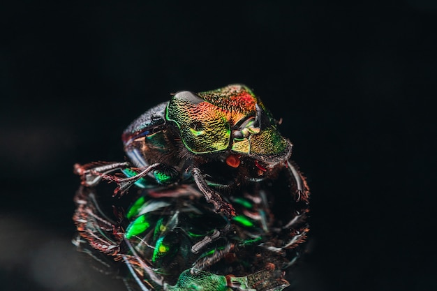 5 Unexpected Advantages of Polyrhachis Ants