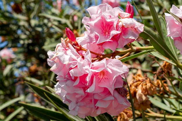 Exploring the 7 Remarkable Advantages of Aniba Rosaeodora